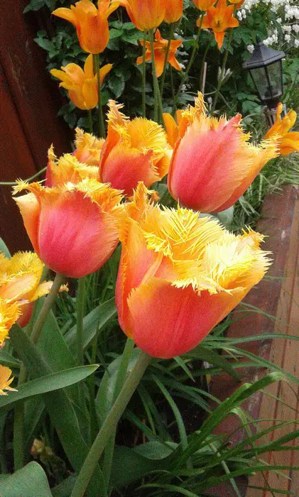 Tulp - Tuinadvies België