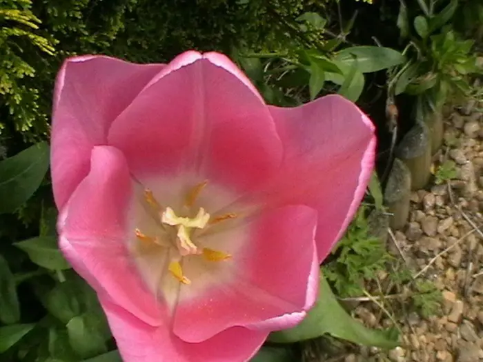 Tulp - Tuinadvies België