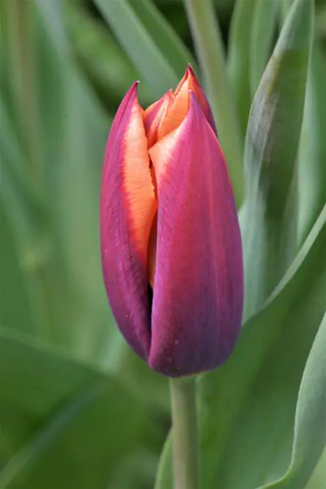 Roba Tulp Tulp - Tuinadvies België