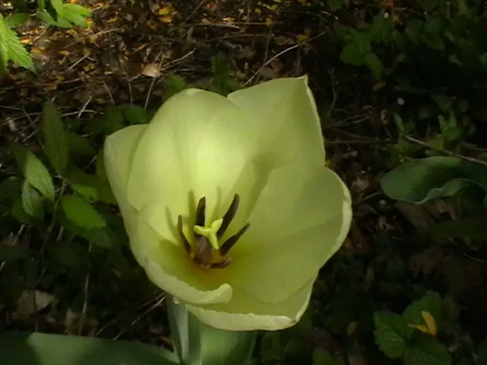Tulp - Tuinadvies België