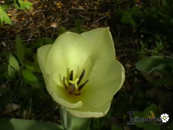 Tulp - Tuinadvies België