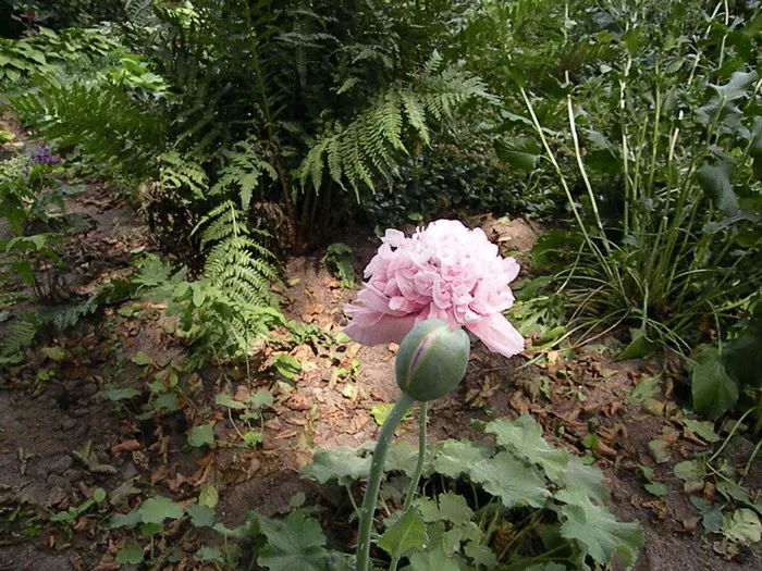 Albizia Julibrissin – Perzische Slaapboom, Exotische Blikvanger Met Roze Bloemen, Winterhard, Hoogte 80 Cm