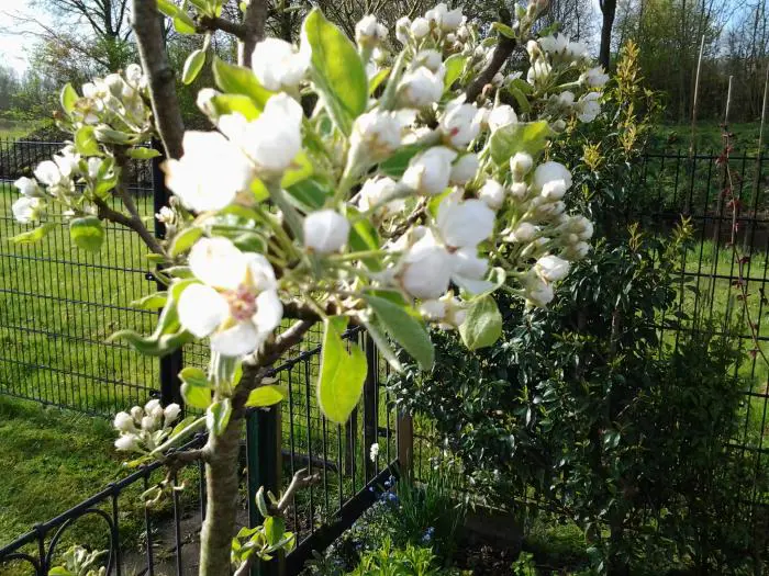 Pereboom - Tuinadvies België
