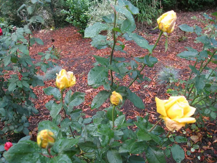 Roos - Tuinadvies België