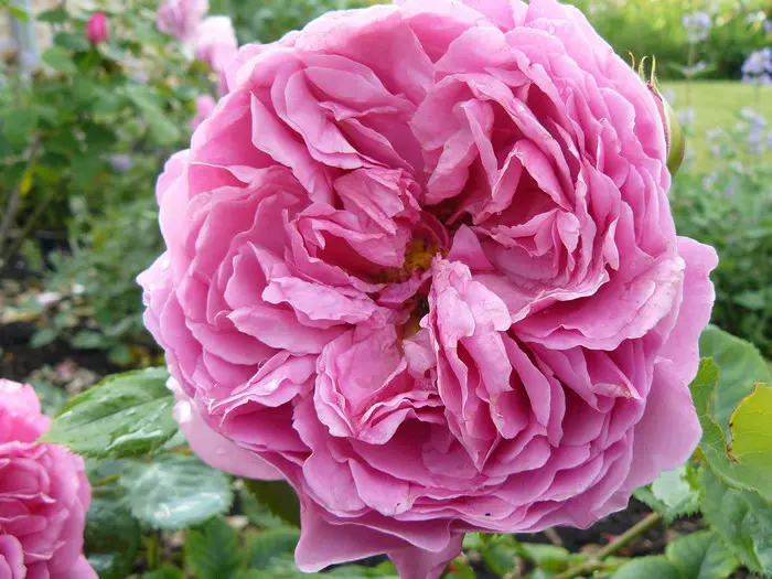 Roos - Tuinadvies België