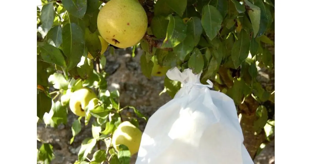Botra Xtra fruithoezen met trekkoord - set van 25 stuks - Tuinadvies België