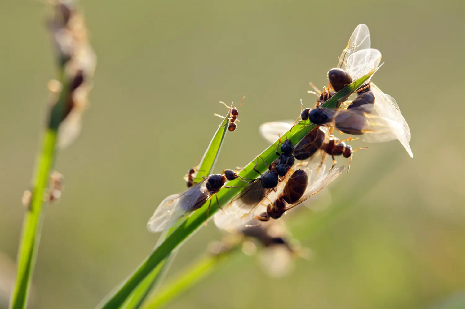 Border Insecten Insecten & bestuivers - Tuinadvies België