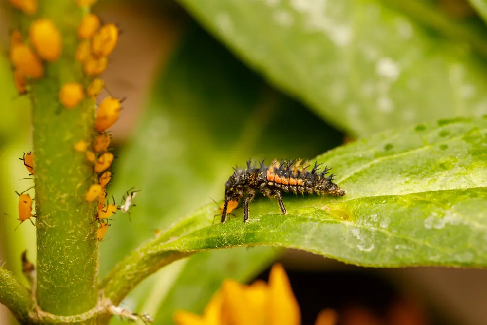 Border Insecten Insecten & bestuivers - Tuinadvies België